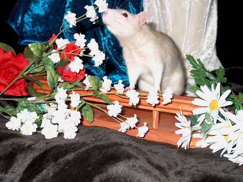 cedric smelling flowers