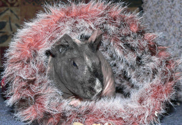 Charlie in Hammock